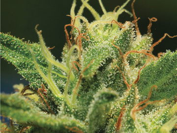Vente: "HUMBOLDT SOUR DIESEL" AUTO From Humboldt Seed Company