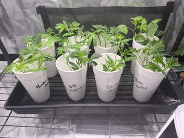 Vente: 100 Snips for $850