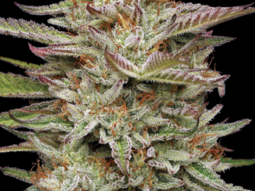 Vente: "BANANA OG" AUTO From Humboldt Seed Company (6 PK + 1 FREE)