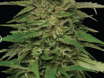 Vente: MANGO SHERBERT AUTO Original Strain From Humboldt Seed Company