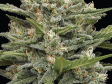 Vente: "VANILLA LATTE" AUTO Original Strain From Humboldt Seed Company