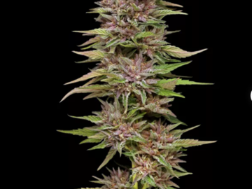 Vente: "PINEAPPLE MUFFIN" AUTO Seeds From Humboldt Seed Company