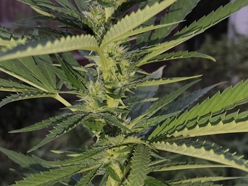 Sale: Outdoor Pheno Hunters Mix – 100 Seeds