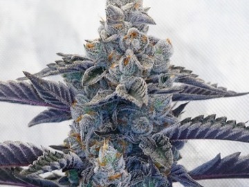 Venta: First Class Funk x Apples and Bananas 12+ feminized seeds