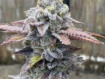 Sale: Space Runtz Tiki Madman Breeder Cut