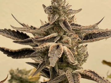 Venta: Slurricane #7 Do-Si-Do's x Purple Punch Kapow!