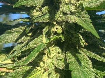 Sale: Skunk #1 Seeds for Sale!