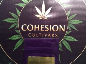 Auktion: Jhana Bodhi Seeds