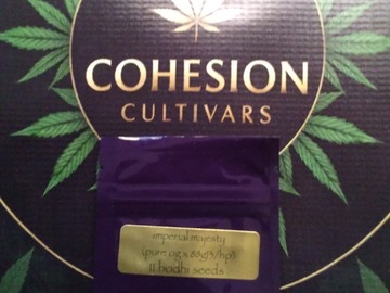 Auktion: Imperial Majesty Bodhi seeds