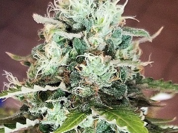 Auktion: Chronic - Auction