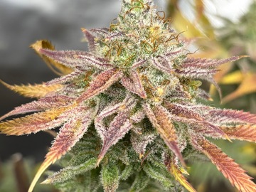 Sale: Lavender Limeade x Mexican Sativa Heirloom Organic