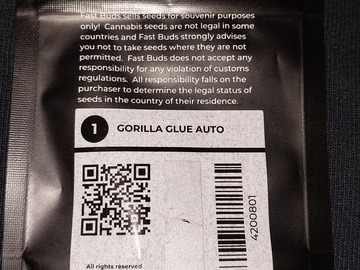 Vente: Gorilla Glue Auto 1 Feminized Autoflower Seed by FastBuds