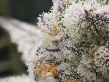Venta: Garanimals x Apples and Bananas 12+ feminized seeds