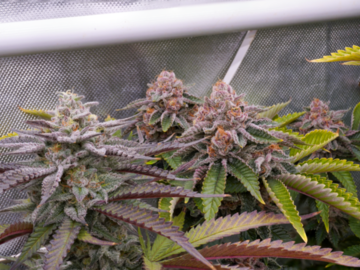 Vente: Strawberry Cream Cake x Bahama Berry 24+ Reg seeds