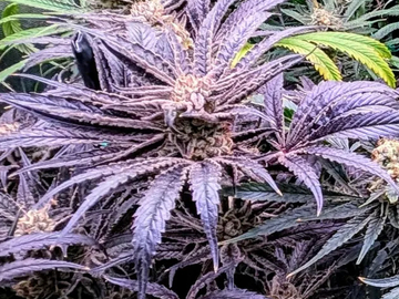 Venta:   Fire & Ice ❄️ Mix Match DEAL! Pick 4 Strains shipped FAST!!