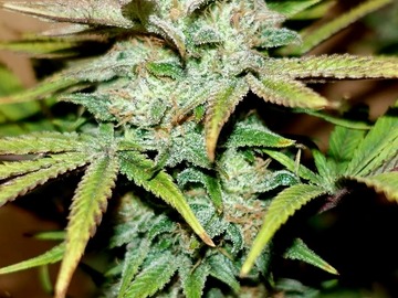Auction: Lemon Thai - Clone Auction