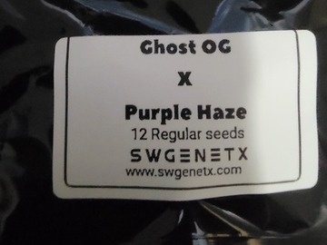 Auktion: Ghost OG x Purple Haze - Auction