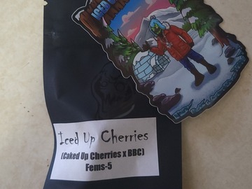 Vente: Iced Up Cherries - Square One Genetics