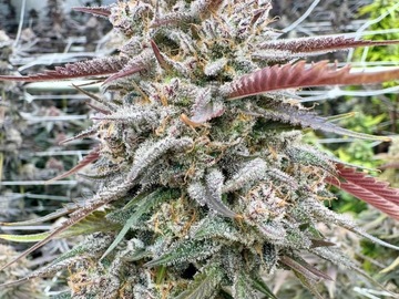 Vente: 4/20 SALE Tampa Crippie snips (unrooted; 2 snips per order)