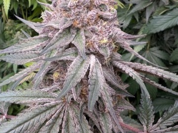 Sale: MK - Ultra Violet
