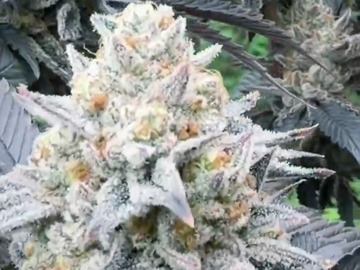Verkaufen: PLATINUM SUGAR COOKIES LEAF DOCTOR