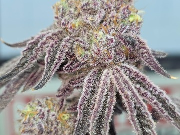 Vente: FROZEN JEALOUSY LEAF DOCTOR NEW