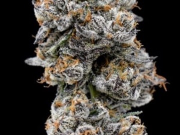Vente: LCG x ZAnimal - Seed Junky
