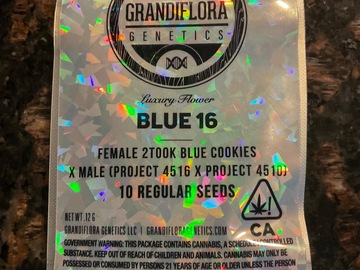 Venta: Grandiflora- Blue 16