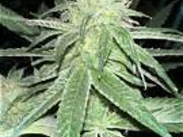 Vente: ASS (American Skunk Selection)