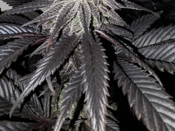 Venta: BLUEBERRY BLITZ PLUS 5 OTHER CLONES 500