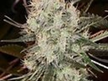 Venta: Durban Poison