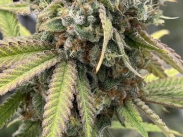 Venta: MADD Fruit