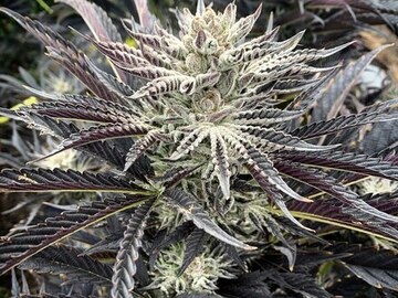 Venta: Blueberry Cheesecake F2 [Purple Drank Breath x BBCookies] *5Regs