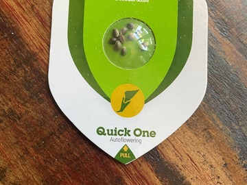 Sale: RQS - Quick One (10 FEM AUTOS)