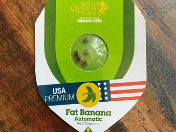 Sale: RQS - Fat Banana (5 FEM AUTOS)
