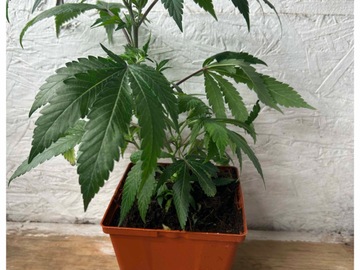 Venta: Chemdog D AKA Chem D