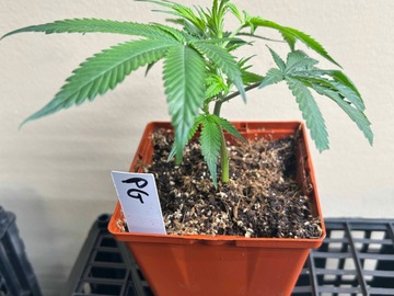 Sale: Pure Guava AKA Guavaz #74 - Bloom Cut