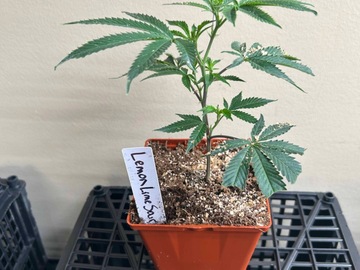 Sale: Lemon Lime Sour – Rocky’s Cut