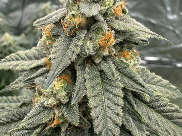 Venta: Sunshine Daydream aka SSDD F3 12 ct Reg
