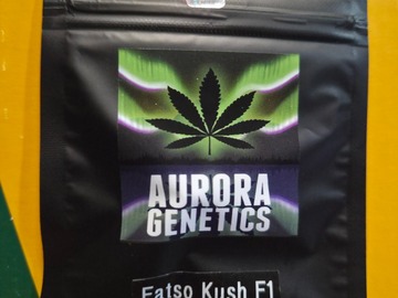 Vente: Fatso Kush F1 [TKS91 x Fatso "Phinest Tissue Culture"] *5Regs
