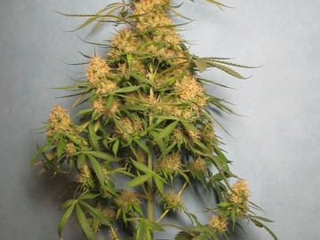Verkaufen: 5 packs(different strains) 25 seeds in total