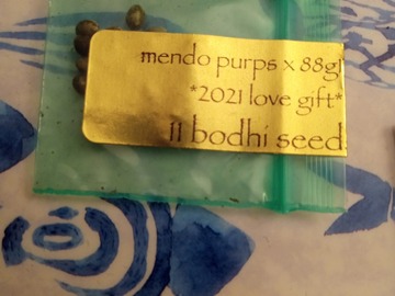 Sale: Bodhi- Mendo Hashplant