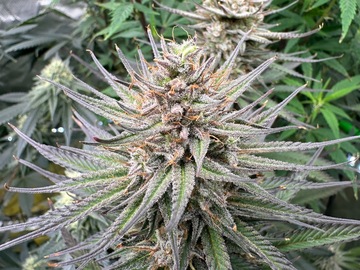 Venta: Green Crack 12 ct Reg