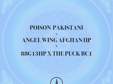 Venta: Poison Pakistani x Angel Wing x 88G13HP x PUCK BC1