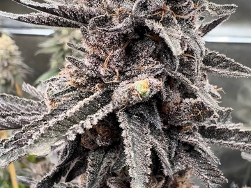Sale: Tropicana Blast S1 - (Trop Cherry x Trop Cookies F2)