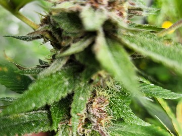 Vente: HAWAII CREATION~FEMINIZED~CINEX x PURPLE QUEEN(terps)
