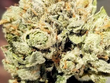 Enchères: Northern Lights #5 - Auction