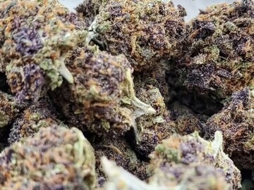 Venta: Black Guava F2 [B.O. Tange x Forbidden Fruit] *5Regs