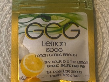 Sale: GOLDEN COAST - LEMON SDOG