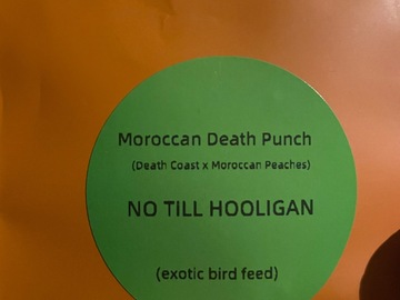 Venta: Moroccan Death Punch
